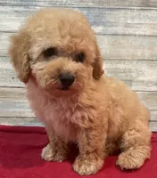 Cody, a male Poodle - Toy  for sale in Potters Hill, NC – 4 of 4