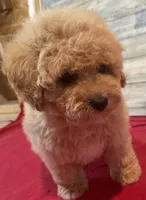 Megan, a female Poodle - Toy  for sale in Potters Hill, NC – 2 of 4