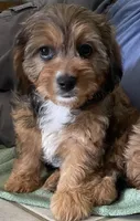 Mamie, a female Cavapoo for sale in Potters Hill, NC – 4 of 4