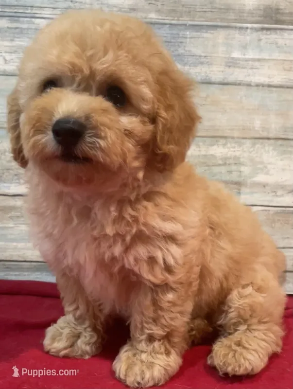 Cody – Poodle - Toy  puppy for sale in Potters Hill, NC