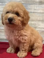 Cody, a male Poodle - Toy  for sale in Potters Hill, NC – 1 of 4