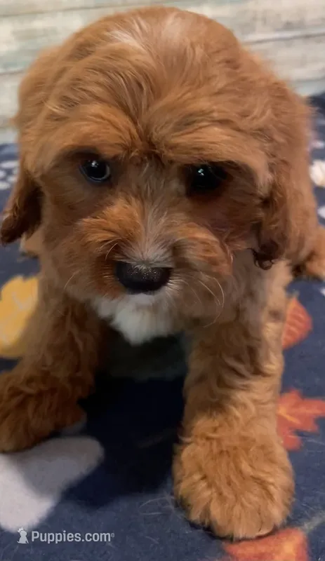 Maggie – Cavapoo puppy for sale in Potters Hill, NC
