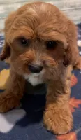 Maggie, a female Cavapoo for sale in Potters Hill, NC – 1 of 3