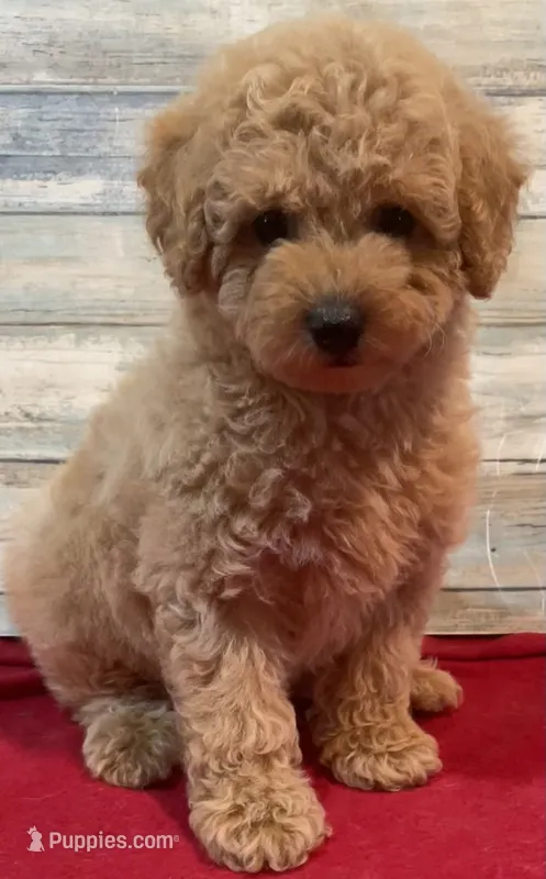 Ella – Poodle - Toy  puppy for sale in Potters Hill, NC