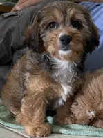Mamie, a female Cavapoo for sale in Potters Hill, NC – 3 of 4