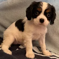 Sally, a female Cavalier King Charles Spaniel for sale in Potters Hill, NC – 2 of 4