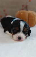 Lenny, a male Cavalier King Charles Spaniel and Cockalier for sale in Lincoln, MO – 1 of 4