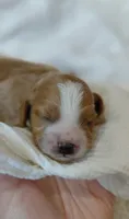Kellan, a male Cavalier King Charles Spaniel and Cockalier for sale in Lincoln, MO – 1 of 4