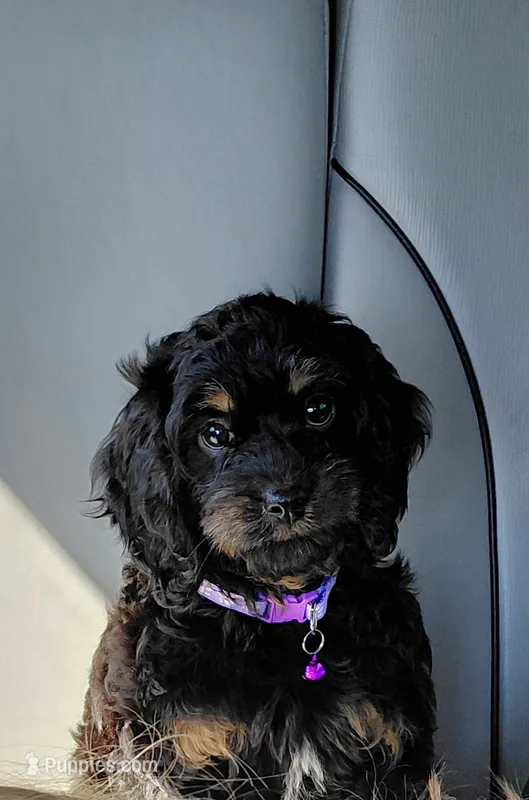 Fern  – Cavalier King Charles Spaniel, Cockalier puppy for sale in Lincoln, MO