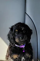 Fern , a female Cavalier King Charles Spaniel and Cockalier for sale in Lincoln, MO – 1 of 3