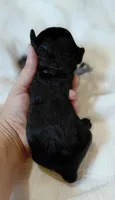 Kenzie, a female Cavalier King Charles Spaniel and Cockalier for sale in Lincoln, MO – 2 of 4