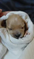 Kate, a female Cavalier King Charles Spaniel and Cockalier for sale in Lincoln, MO – 3 of 3