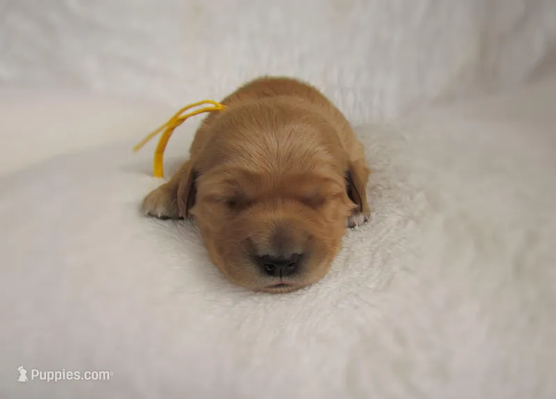 AKC Mia – Golden Retriever puppy for sale in Lincoln, MO