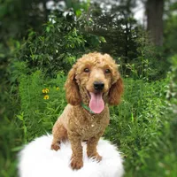 Teddy Bear, a male Poodle - Toy  for sale in Lincoln, MO – Photo 1 of 4