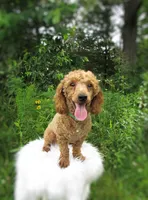 Teddy Bear, a male Poodle - Toy  for sale in Lincoln, MO – Photo 1 of 4