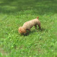Teddy Bear, a male Poodle - Toy  for sale in Lincoln, MO – Photo 3 of 4
