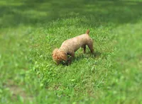 Teddy Bear, a male Poodle - Toy  for sale in Lincoln, MO – Photo 3 of 4