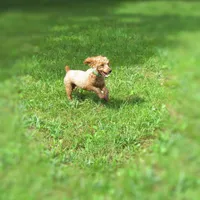 Teddy Bear, a male Poodle - Toy  for sale in Lincoln, MO – Photo 4 of 4