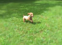Teddy Bear, a male Poodle - Toy  for sale in Lincoln, MO – Photo 4 of 4