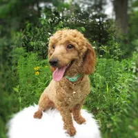 Teddy Bear, a male Poodle - Toy  for sale in Lincoln, MO – Photo 2 of 4