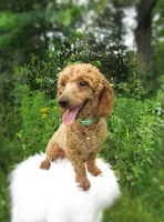 Teddy Bear, a male Poodle - Toy  for sale in Lincoln, MO – Photo 2 of 4