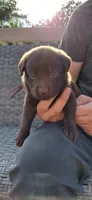 AKC purple/collar girl, a female Labrador Retriever for sale in Lincoln, MO – 2 of 6