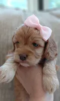 Faith, a female Cavalier King Charles Spaniel and Poodle - Miniature  for sale in Lincoln, MO – 4 of 5