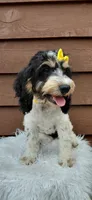 Sadie, a female Cockapoo for sale in Lincoln, MO – 2 of 8