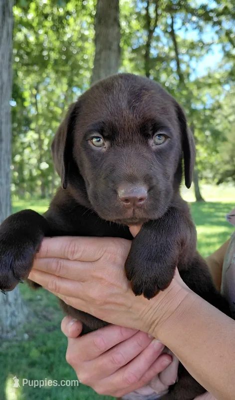 AKC red/collar girl – Labrador Retriever puppy for sale in Lincoln, MO