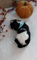 Lenny, a male Cavalier King Charles Spaniel and Cockalier for sale in Lincoln, MO – 3 of 4