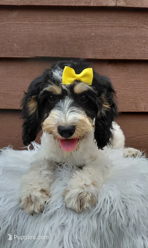 Sadie – Cockapoo puppy for sale in Lincoln, MO