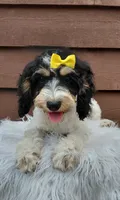 Sadie, a female Cockapoo for sale in Lincoln, MO – 1 of 8