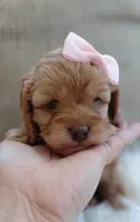 Faith, a female Cavalier King Charles Spaniel and Poodle - Miniature  for sale in Lincoln, MO – 3 of 5