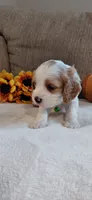 Kellan, a male Cavalier King Charles Spaniel and Cockalier for sale in Lincoln, MO – 2 of 5