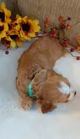 Kade, a male Cavalier King Charles Spaniel and Cockalier for sale in Lincoln, MO – 4 of 8