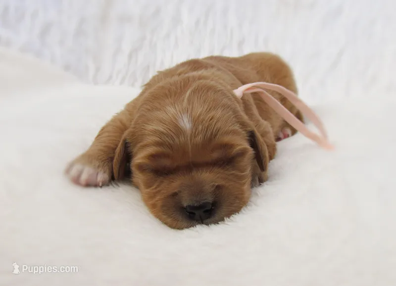 AKC Mable – Golden Retriever puppy for sale in Lincoln, MO