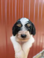 Sadie, a female Cockapoo for sale in Lincoln, MO – Photo 5 of 5