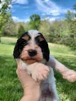 Sadie, a female Cockapoo for sale in Lincoln, MO – Photo 4 of 5