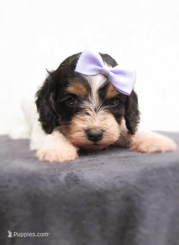 Sadie – Cockapoo puppy for sale in Lincoln, MO