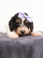 Sadie, a female Cockapoo for sale in Lincoln, MO – Photo 1 of 5