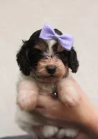 Sadie, a female Cockapoo for sale in Lincoln, MO – Photo 2 of 5