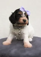 Sadie, a female Cockapoo for sale in Lincoln, MO – Photo 3 of 5