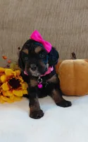 Kelly, a female Cavalier King Charles Spaniel and Cockalier for sale in Lincoln, MO – 2 of 4