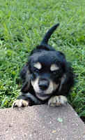 Finn, a male Cavalier King Charles Spaniel and Poodle - Miniature  for sale in Lincoln, MO – 2 of 10