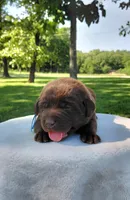 AKC blue/collar boy, a male Labrador Retriever for sale in Lincoln, MO – 1 of 5