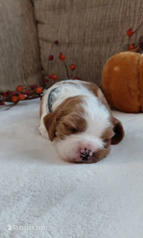 Levi – Cavalier King Charles Spaniel, Cockalier puppy for sale in Lincoln, MO