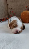 Levi, a male Cavalier King Charles Spaniel and Cockalier for sale in Lincoln, MO – 1 of 3