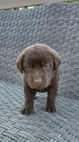AKC blue/collar boy, a male Labrador Retriever for sale in Lincoln, MO – 3 of 8