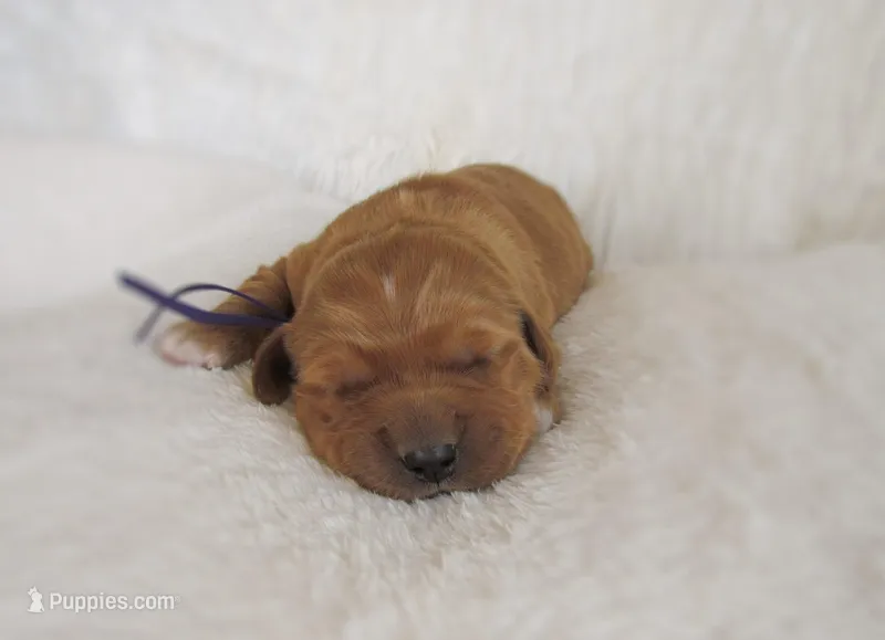 AKC Molly – Golden Retriever puppy for sale in Lincoln, MO