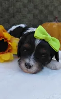 North, a female Cavapoo for sale in Lincoln, MO – 2 of 4